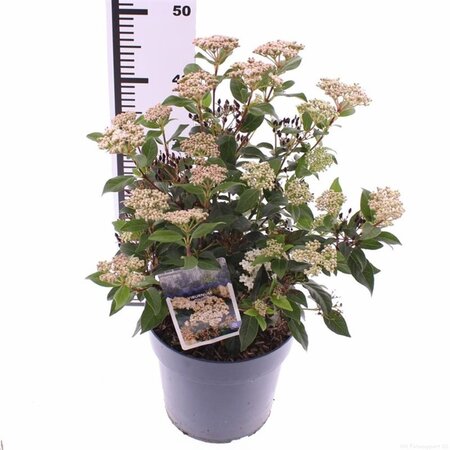 Viburnum tinus 50-60 cm cont. 5,0L - afbeelding 5