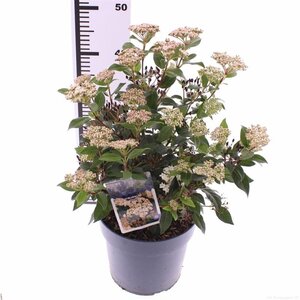 Viburnum tinus 50-60 cm cont. 5,0L - afbeelding 5