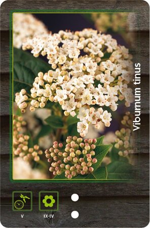 Viburnum tinus 50-60 cm cont. 7,5L - afbeelding 4