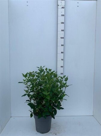 Viburnum tinus 50-60 cm cont. 7,5L - afbeelding 6