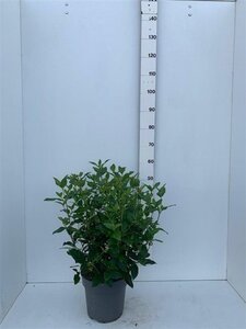 Viburnum tinus 50-60 cm cont. 7,5L - afbeelding 6
