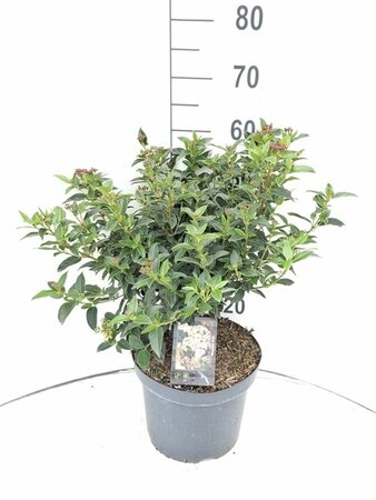 Viburnum tinus 50-60 cm cont. 7,5L - afbeelding 3
