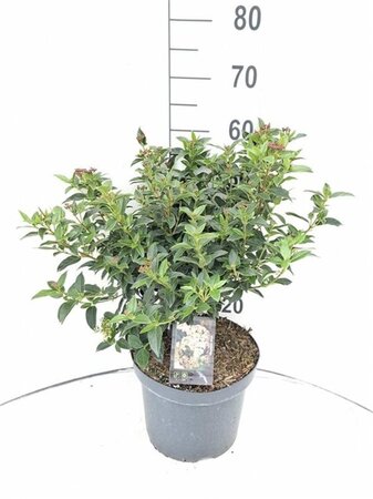 Viburnum tinus 50-60 cm cont. 7,5L - afbeelding 10