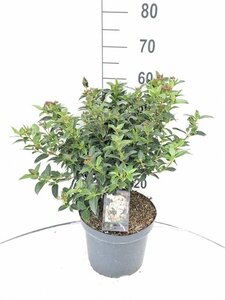 Viburnum tinus 50-60 cm cont. 7,5L - afbeelding 10