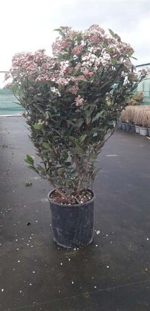 Viburnum tinus 60-80 cm cont. 10L - afbeelding 5