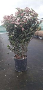 Viburnum tinus 60-80 cm cont. 10L - afbeelding 5
