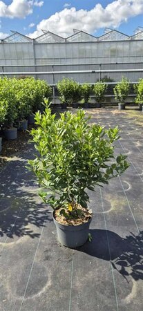Viburnum tinus 60-80 cm cont. 10L - afbeelding 1