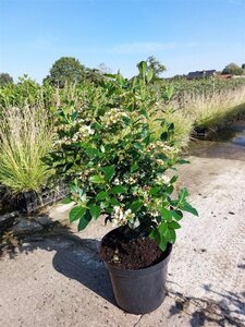 Viburnum tinus 60-80 cm cont. 12L - image 5