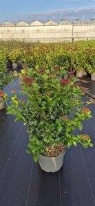 Viburnum tin. Lisarose 60-80 cm cont. 10L