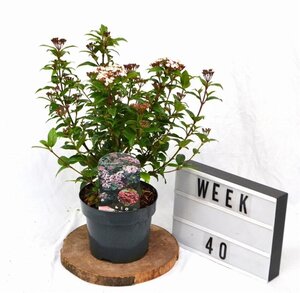 Viburnum tin. Spirit 30-40 cm cont. 3,0L