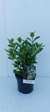 Viburnum tin. Spirit 30-40 cm cont. 3,0L - afbeelding 5