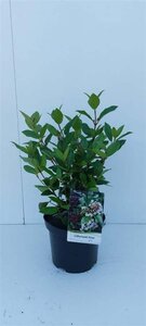 Viburnum tin. Spirit 30-40 cm cont. 3,0L - afbeelding 5