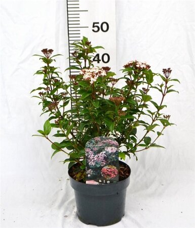 Viburnum tin. Spirit 30-40 cm cont. 3,0L - afbeelding 2