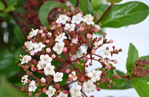 Viburnum tin. Spirit 30-40 cm cont. 3,0L - afbeelding 3