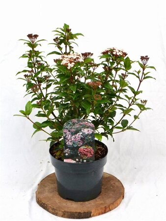Viburnum tin. Spirit 30-40 cm cont. 3,0L - afbeelding 4