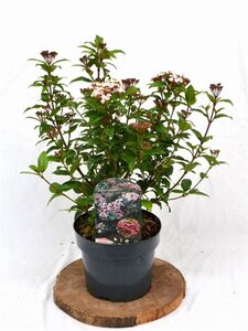 Viburnum tin. Spirit 30-40 cm cont. 3,0L - afbeelding 4