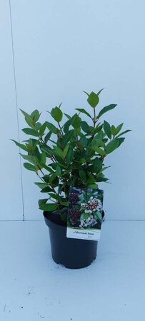 Viburnum tin. Spirit 30-40 cm cont. 3,0L - afbeelding 6