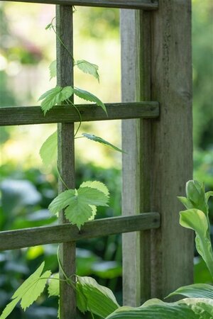 Vitis vinifera 80-100 cm container - afbeelding 1