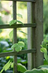 Vitis vinifera 80-100 cm container