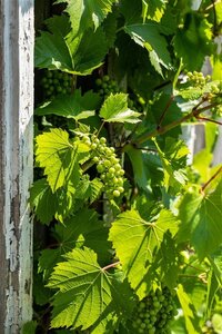 Vitis vinifera 80-100 cm container - afbeelding 2