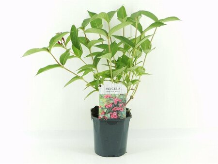 Weigela 'Bristol Ruby' 30-40 cm cont. 2,0L - afbeelding 2