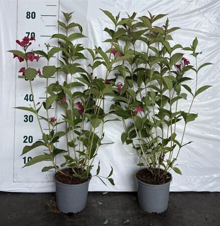 Weigela 'Bristol Ruby' 60-80 cm cont. 2,0L - afbeelding 3
