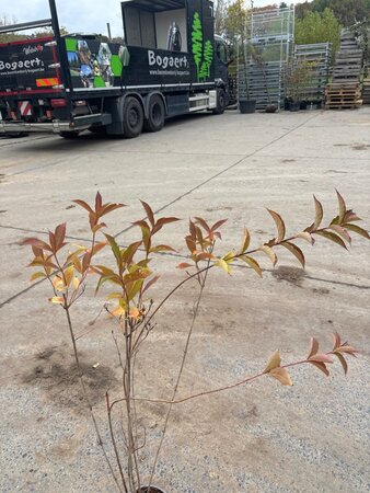 Weigela 'Bristol Ruby' 60-80 cm cont. 2,0L - afbeelding 1