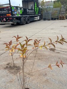 Weigela 'Bristol Ruby' 60-80 cm cont. 2,0L