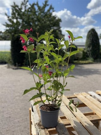Weigela 'Bristol Ruby' 60-80 cm cont. 2,0L - afbeelding 4