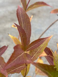 Weigela 'Bristol Ruby' 60-80 cm cont. 2,0L - afbeelding 2