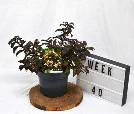 Weigela Black and White 25-30 cm cont. 3,0L - afbeelding 1