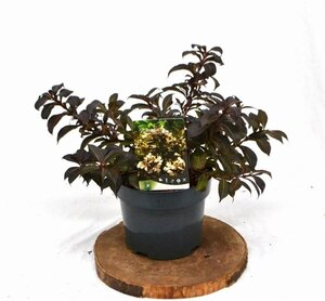 Weigela Black and White 25-30 cm cont. 3,0L - afbeelding 2