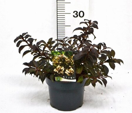 Weigela Black and White 25-30 cm cont. 3,0L - afbeelding 3