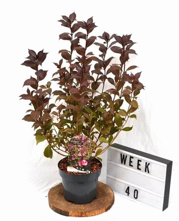 Weigela florida 'Victoria' 40-50 cm cont. 3,0L - afbeelding 1