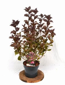 Weigela florida 'Victoria' 40-50 cm cont. 3,0L - afbeelding 2