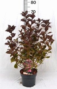 Weigela florida 'Victoria' 40-50 cm cont. 3,0L - afbeelding 3