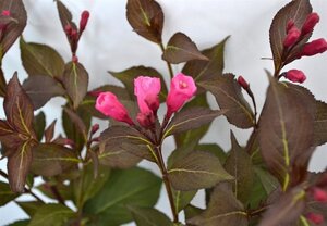 Weigela florida 'Victoria' 40-50 cm cont. 3,0L - afbeelding 4