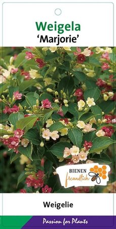 Weigela 'Marjorie' 40-50 cm cont. 3,0L