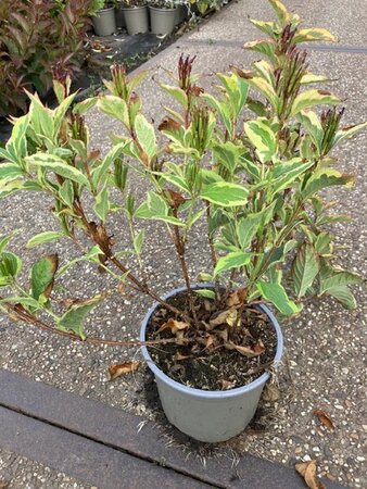 Weigela 'Nana Variegata' 30-40 cm cont. 2,0L - afbeelding 3
