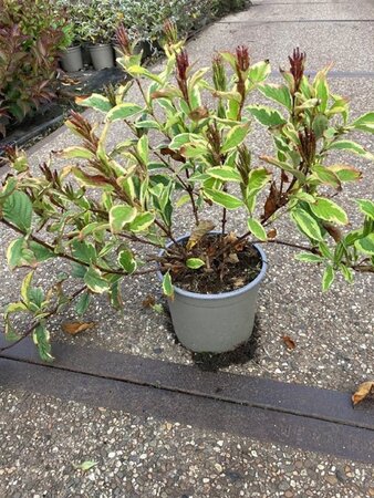 Weigela 'Nana Variegata' 30-40 cm cont. 2,0L - afbeelding 4