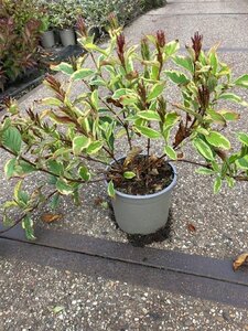 Weigela 'Nana Variegata' 30-40 cm cont. 2,0L - afbeelding 4