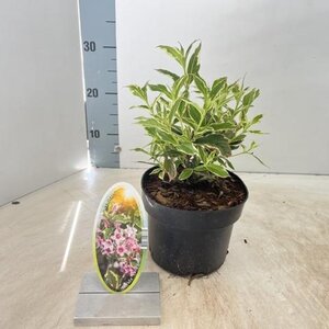 Weigela 'Nana Variegata' 30-40 cm cont. 2,0L