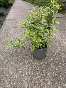 Weigela 'Nana Variegata' 30-40 cm cont. 2,0L - afbeelding 5