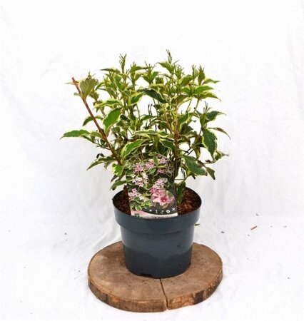 Weigela 'Nana Variegata' 30-40 cm cont. 3,0L - afbeelding 2