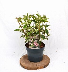 Weigela 'Nana Variegata' 30-40 cm cont. 3,0L - afbeelding 2