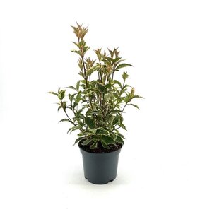Weigela 'Nana Variegata' 30-40 cm cont. 3,0L