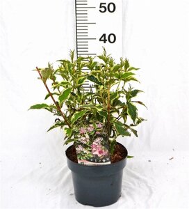 Weigela 'Nana Variegata' 30-40 cm cont. 3,0L - afbeelding 3