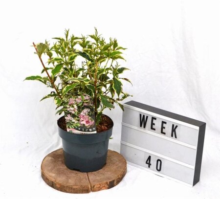 Weigela 'Nana Variegata' 30-40 cm cont. 3,0L - afbeelding 4