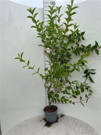 Weigela 'Rosea' 100-125 cm cont. 5,0L - afbeelding 1