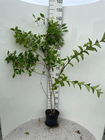 Weigela 'Rosea' 100-125 cm cont. 5,0L - afbeelding 2